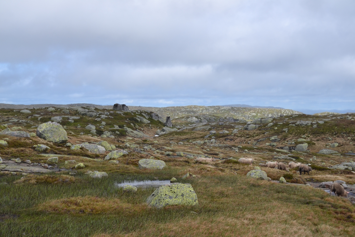 Bilder frå driving av sau frå Sandvigvatnet ved Suleskarvegen til Fjesjevassteane i Langvassheii. Det er rundt 850 sauer i flokken. Dei startar i avslessingsgarden og går langs Rågeloni og over brua som Jæren Smalalag har lagd over Sandvassåna.