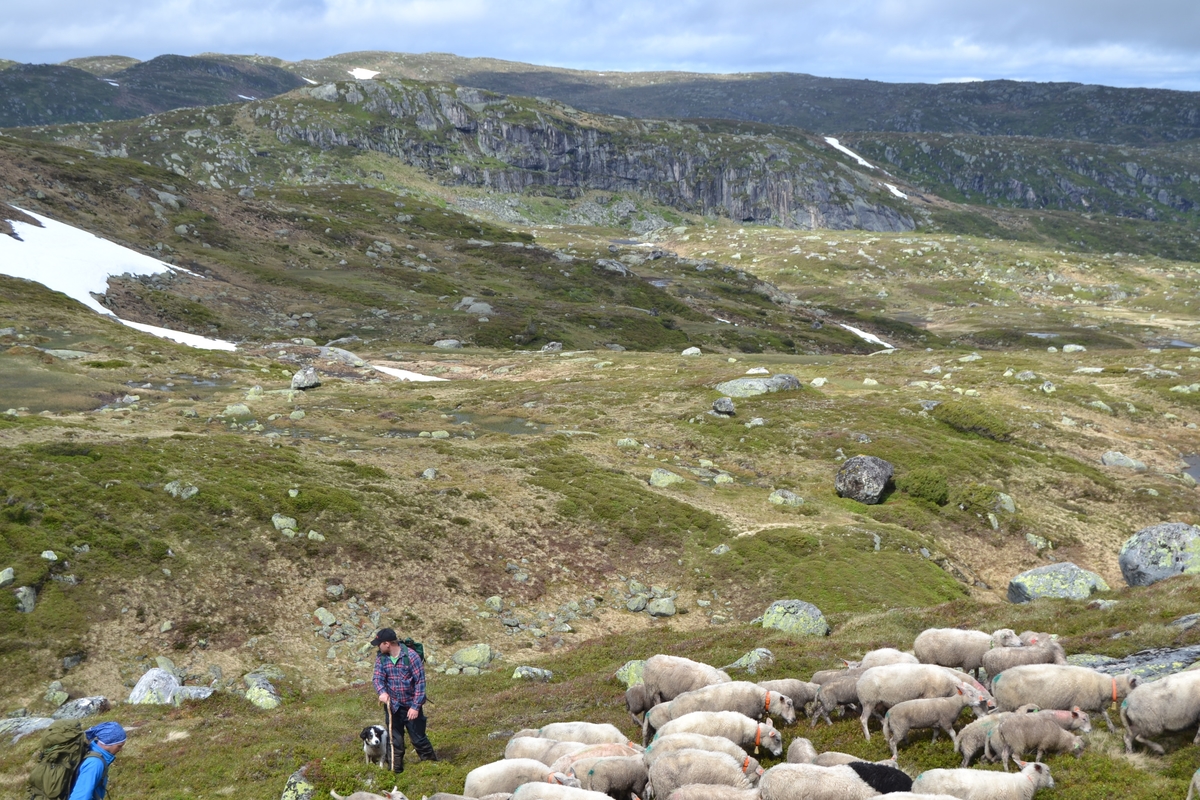 Bilder frå driving av sau frå Sandvigvatnet ved Suleskarvegen til Fjesjevassteane i Langvassheii. Det er rundt 850 sauer i flokken. Dei startar i avslessingsgarden og går langs Rågeloni og over brua som Jæren Smalalag har lagd over Sandvassåna.