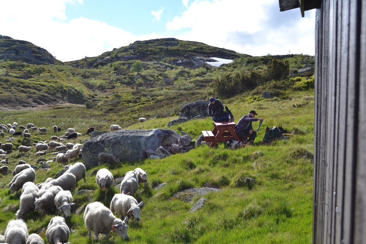 Bilder frå driving av sau frå Sandvigvatnet ved Suleskarvegen til Fjesjevassteane i Langvassheii. Det er rundt 850 sauer i flokken. Dei startar i avslessingsgarden og går langs Rågeloni og over brua som Jæren Smalalag har lagd over Sandvassåna.