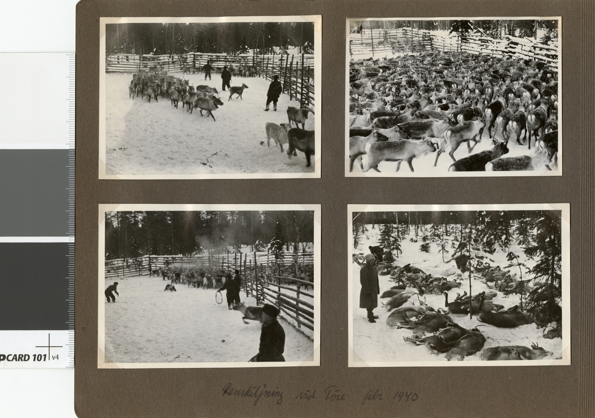 Text i fotoalbum: "Renskiljning vid Töre febr 1940. "