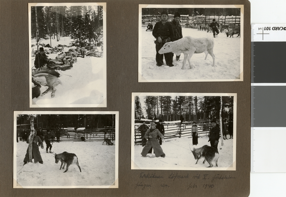 Text i fotoalbum: "Renskiljning vid Töre febr 1940. "