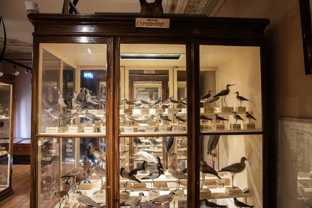 Vänersborgs museum. Afrikanska fågelsalen