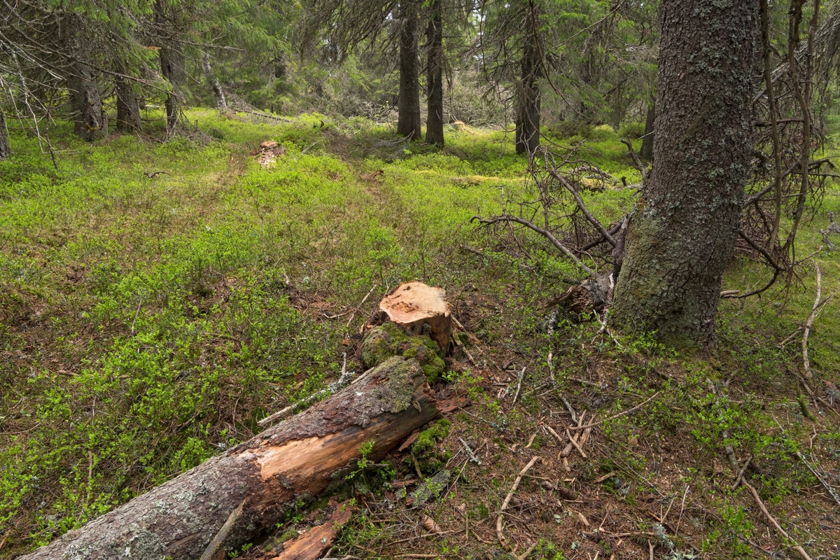 Fra Kjølberget i Våler kommune,  hvor arbeidet med å bygge et vindkraftverk med 13 vindturbiner nettopp hadde startet da bildet ble tatt. Vindkraft. Bildet er tatt på toppen av åsryggen, hvor noen trær var felt for å forenkle ankomsten for skogsmaskiner og annet utstyr brukt i forbindelse med byggeprosjektet. Kjølberget vindkraftverk. Hogst.