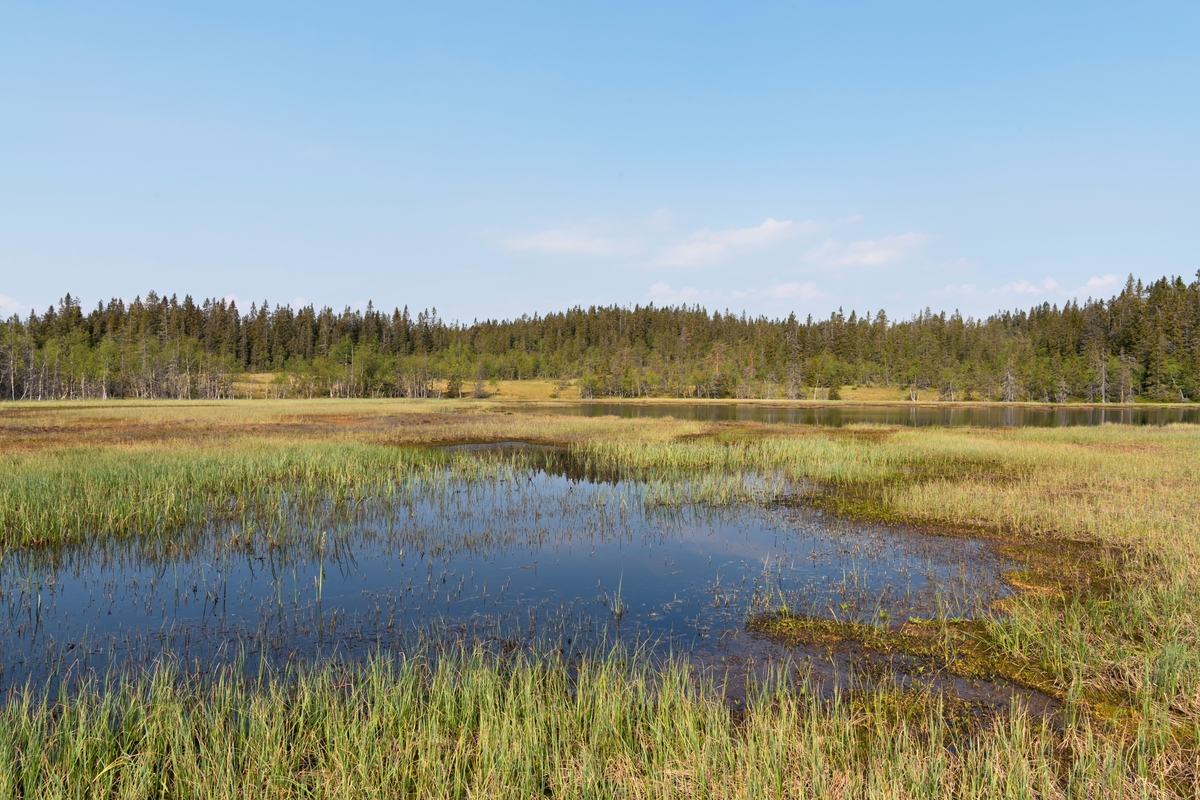 Ved Stortjernet på Tjernmyrene i Buberget naturreservat, Våler, Hedmark. Bak åsryggen i bakgrunnen var arbeidet med å bygge et vindkraftverk nettopp startet. Vindkraft. Skogstjern. Vann. Skogsvann. Myr. Myrlandskap. Landskap. Kjølberget vindkraftverk.