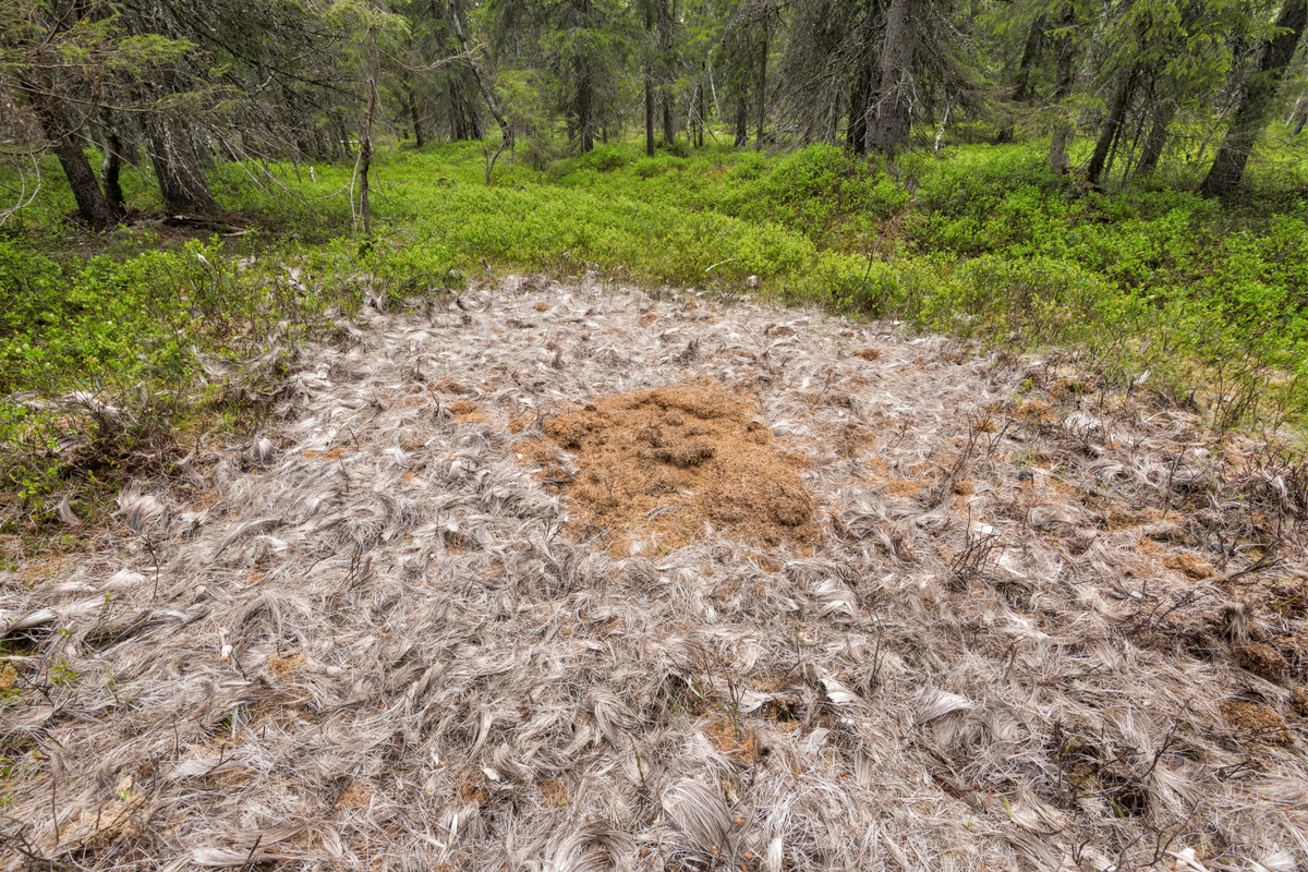 Rester etter en død elg i skogen rett nord for Buberget naturreservat ...