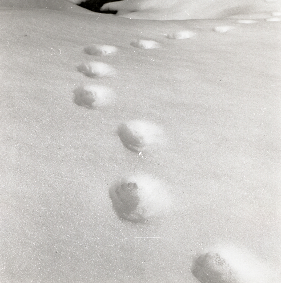 Närbild av grävlingsspår i snö, mars 1986.