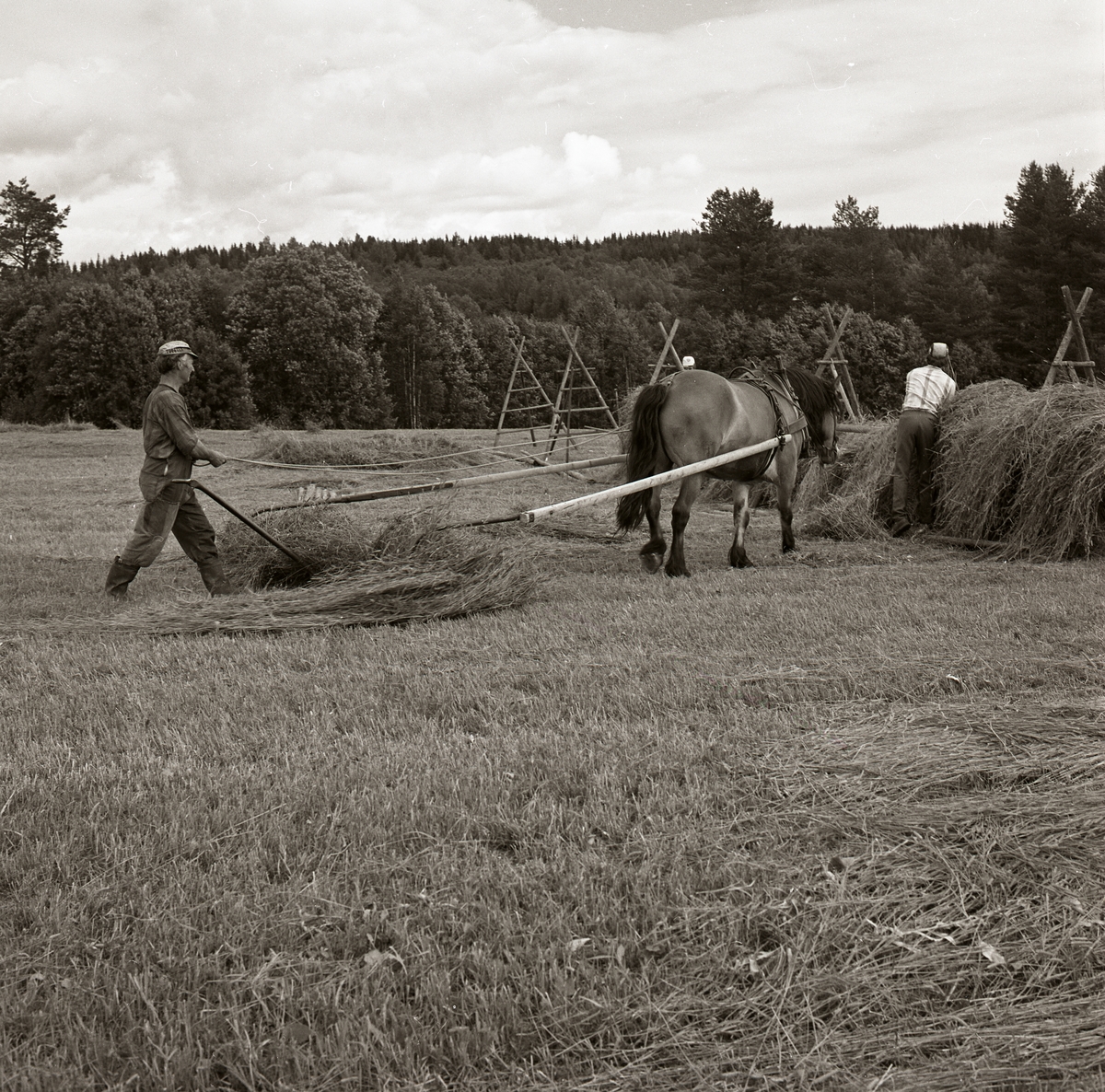 En slåtterarbetare drar ihop hö med hjälp av en häst i Hanaberg, 1974.