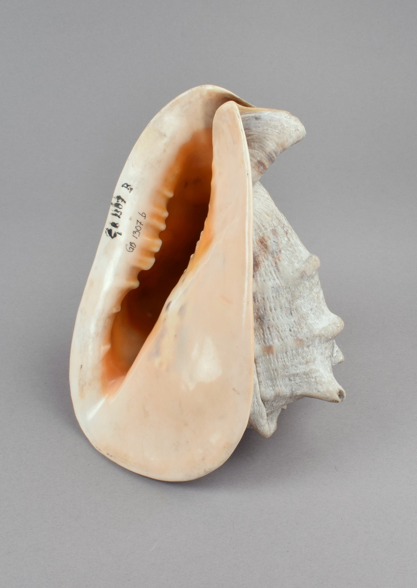 Stort sneglehus med en rad hornlignende utvekster på skulderen. Bred flat base med furet åpning. Hannsnegle