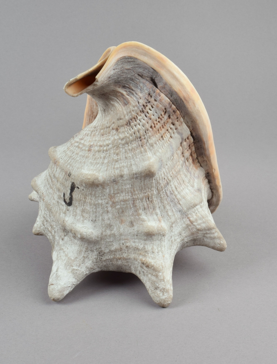 Stort sneglehus med en rad hornlignende utvekster på skulderen. Bred flat base med furet åpning. Hannsnegle