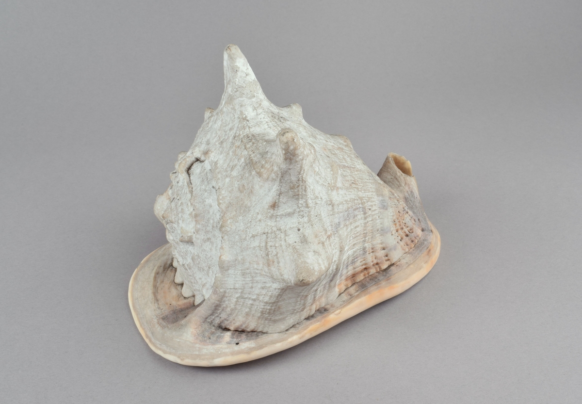 Stort sneglehus med en rad hornlignende utvekster på skulderen. Bred flat base med furet åpning. Hannsnegle