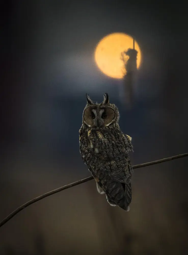 Foto av ugle som sitter på en gren i skumring