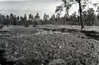 Kung Karl sn, Kungsör.
Stengärdet.
Stor stenåker i skogsområde.