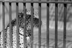 Tiger i bur Central Park