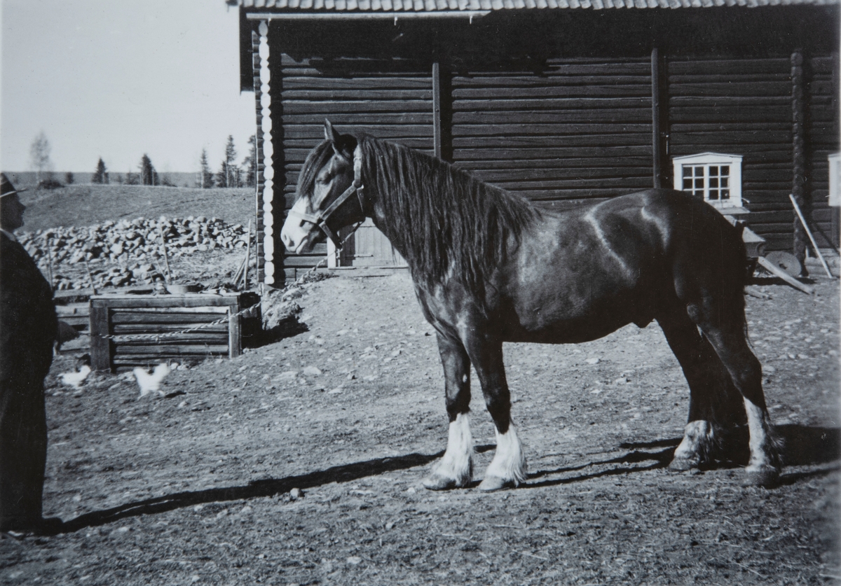 Jegerhesten på Kjøs, 81/1. Foran den gamle låven som ble revet i 1935, for å gi plass til ny stall og nytt fjøs.