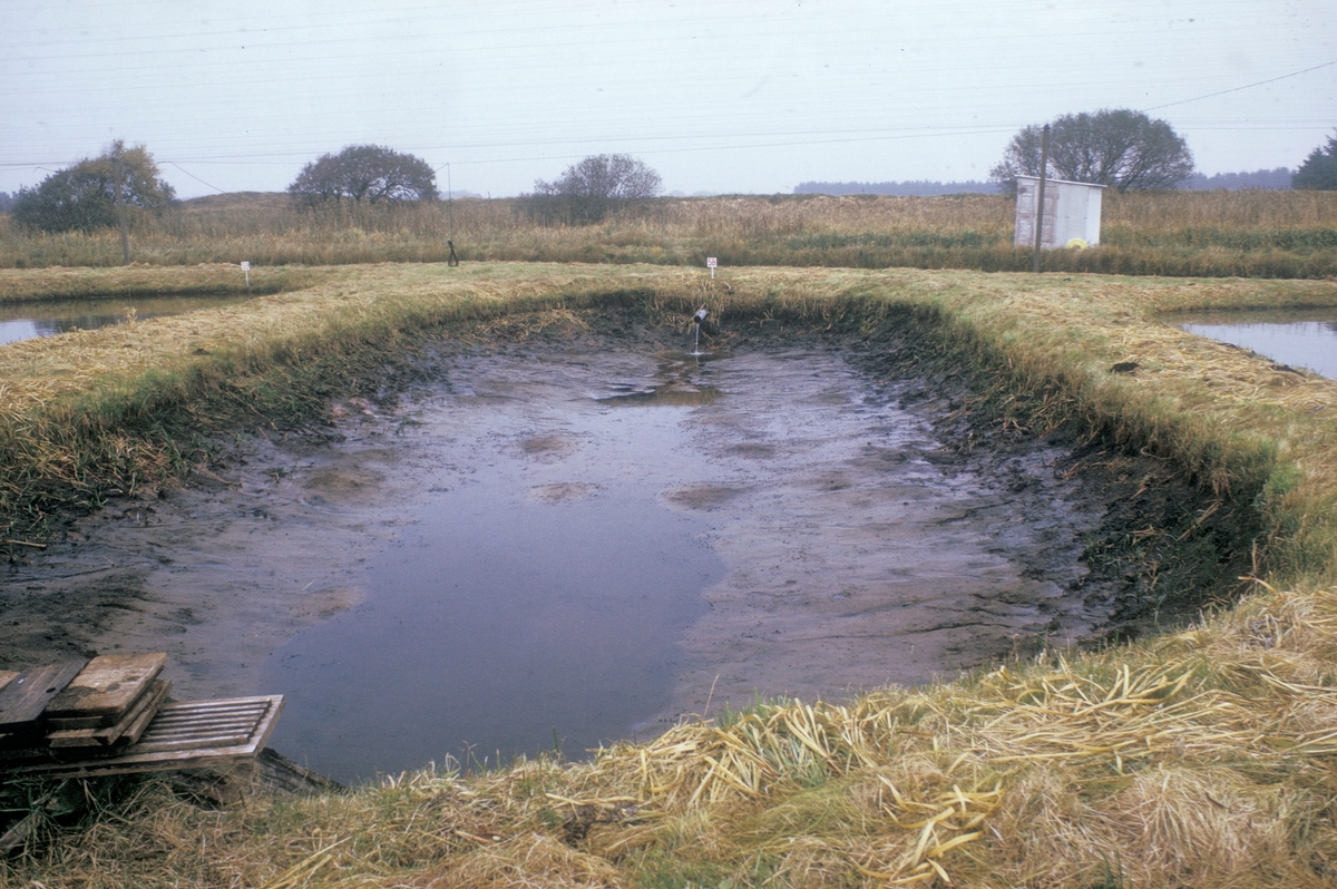 Forsøgsdambruget i Brøns, Danmark, 1974 : En tømt jorddam. Andre dammer på sidene. Noen trelemmer ligger på bredden. Over dammene skimtes nettet som skal holde fuglene vekk.