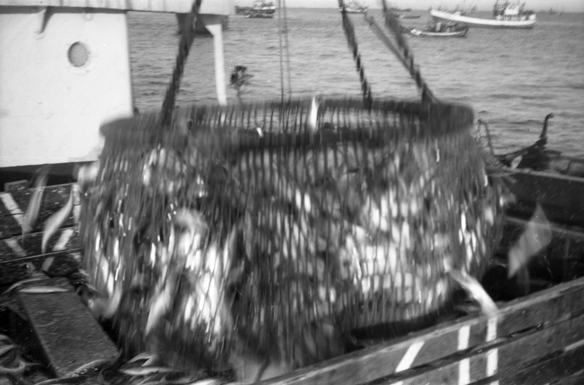 Serie på 10 bilder fra et fiskefelt, trolig sildefiske med not. Bildene er tatt av en person ombord i ei skøyte som trolig heter KIDD, og viser ulike faser i fangstprosessen. Hvor bildene er tatt er ukjent. Ingen av personene, er identifisert.