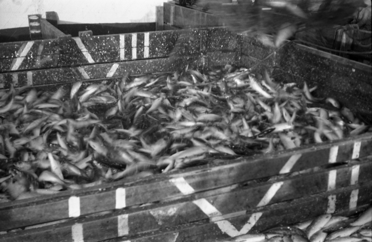 Serie på 10 bilder fra et fiskefelt, trolig sildefiske med not. Bildene er tatt av en person ombord i ei skøyte som trolig heter KIDD, og viser ulike faser i fangstprosessen. Hvor bildene er tatt er ukjent. Ingen av personene, er identifisert.