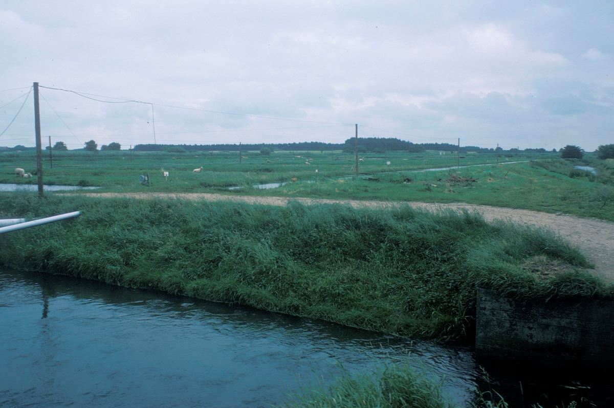 Forsøgsdambruget i Brøns, Danmark, 1978 : Oversiktsbilde av et område med jorddammer og gressbevokste bredder. Sauer beiter langs breddene. I det fjerne sees en skog.