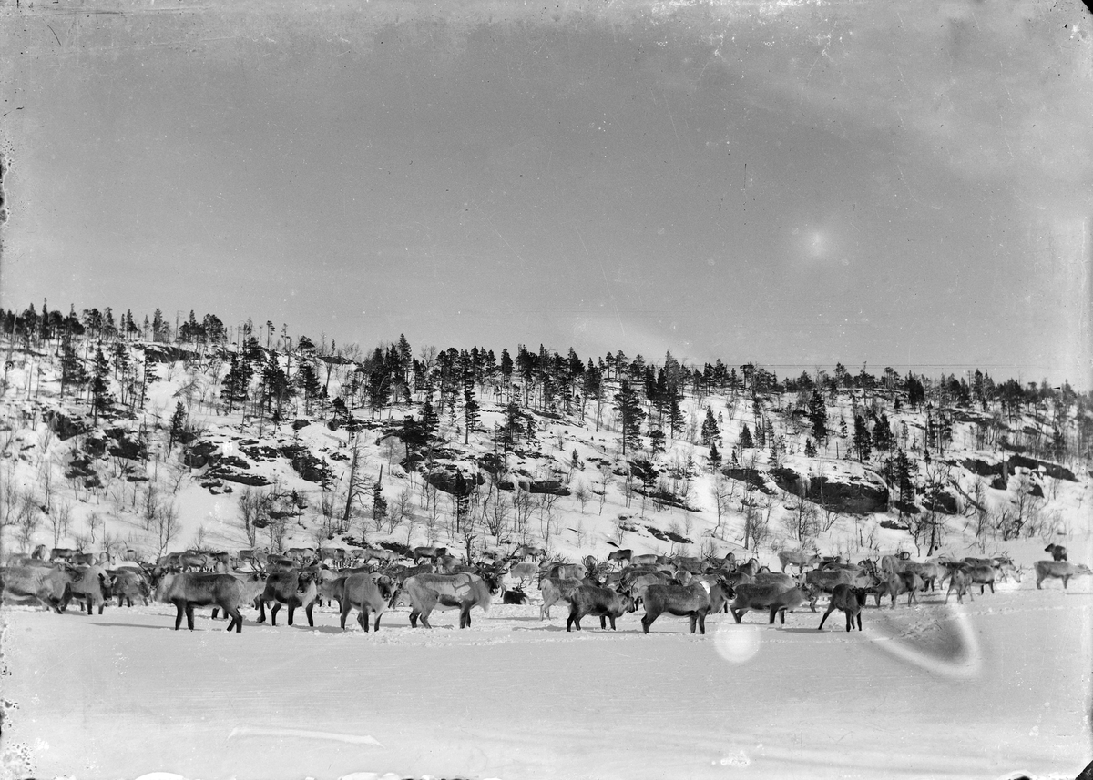 Reinsdyrflokk i nærheten av Utstuggujøldalen i Meldal.