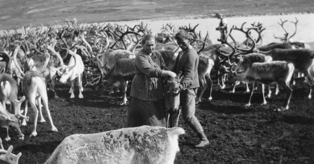 Märtha og Johan Renander kjevler reinskalv.