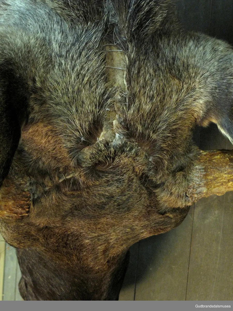 Hode med gevir fra elgokse, et patte- og partået klovdyr i hjortedyrfamilien. Mørkebrun sommerpels. Fjølformet gevir som gjerne kalles skovler. Hodet er montert på lakket treplate.
Gevir eller takker er hele hornkronen hos hjortedyr. Hos de fleste hjortedyrene er det kun hanndyrene som har gevir (sekundær kjønnskarakter). Et unntak er hos reinsdyr. Vannrådyr er det eneste hjortedyret uten gevir. Gevir består av to beindannelser som som regel er forgrenet. Hjortedyrene feller geviret om våren, og et nytt, større gevir vokser ut. Når et nytt gevir vokser ut er det dekket av et såkalt bastlag.