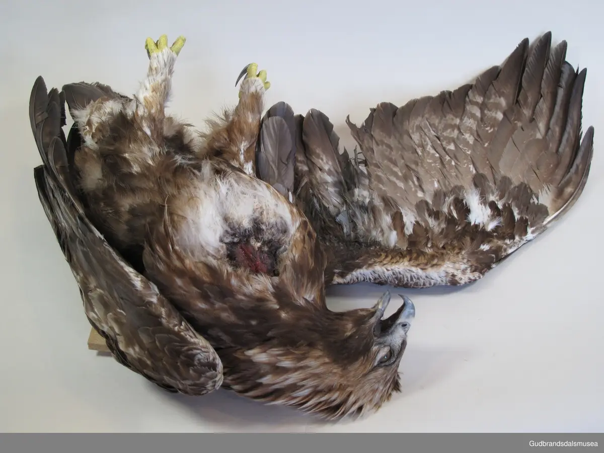 Voksen kongeørn skadd etter kollisjon med høyspenningsmast. Gyllent hode med hvite konturer. Mørkebrun fjærdrakt med rester av hvite felt på vinger og stjert. Montert på ubehanddlet spånplate.
Voksne fugler er mørkebrune over det hele med gyllent hode. Har ofte rester av hvite felt på vinger og stjertrot, men blir mørkere og mørkere med alderen. Ungfugler umiskjennelige med hvit stjert med bredt mørkt endebånd og store hvite langsgående felt midt på undersiden av vingene.