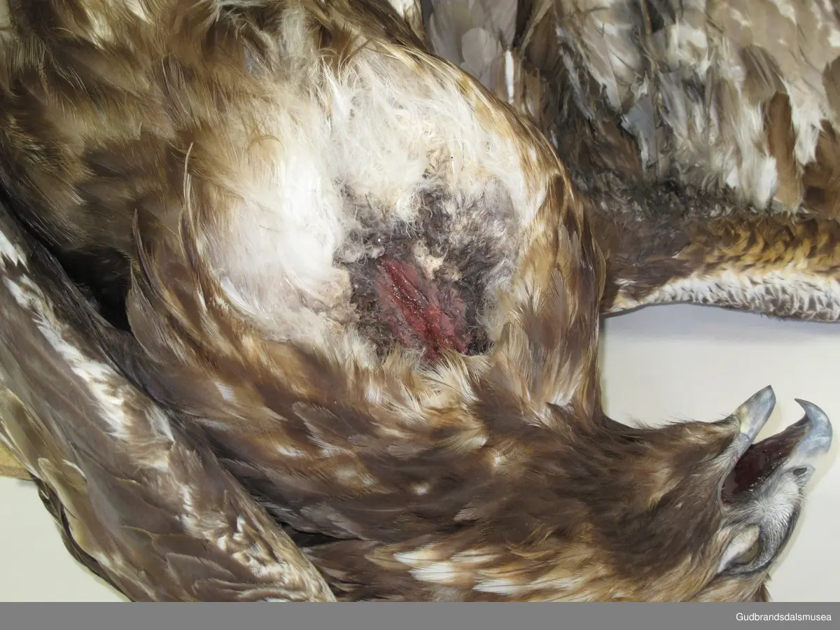 Voksen kongeørn skadd etter kollisjon med høyspenningsmast. Gyllent hode med hvite konturer. Mørkebrun fjærdrakt med rester av hvite felt på vinger og stjert. Montert på ubehanddlet spånplate.
Voksne fugler er mørkebrune over det hele med gyllent hode. Har ofte rester av hvite felt på vinger og stjertrot, men blir mørkere og mørkere med alderen. Ungfugler umiskjennelige med hvit stjert med bredt mørkt endebånd og store hvite langsgående felt midt på undersiden av vingene.