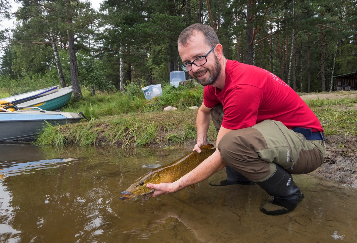 Hans Petter Ytterstad gjenutsetter ei gjedde som var fanget i storruse under De nordiske jakt- og fiskedager 2019. Glomma ved Prestøya på Norsk skogmuseum, Elverum, Hedmark. Gjenutsetting av fisk. Fiske. De nordiske jakt- og fiskedagene. Jakt og fiskedagene. Jakt og fiskedager. Arrangement. Arrangementer.