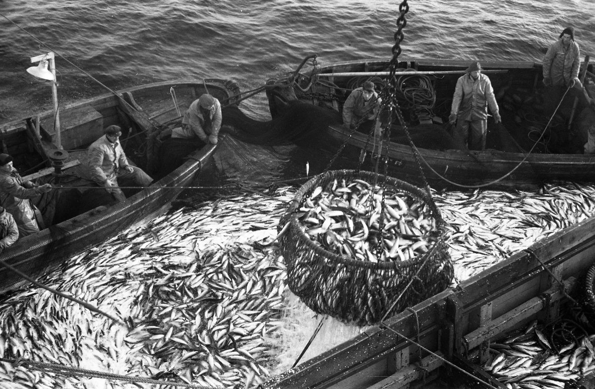 Serie på 24 bilder fra et fiskefelt, trolig sildefiske med not. Bildene er tatt av en person ombord i ei skøyte, og viser ulike faser i fangstprosessen. Hvor bildene er tatt er ukjent. Ingen av personene, er identifisert.