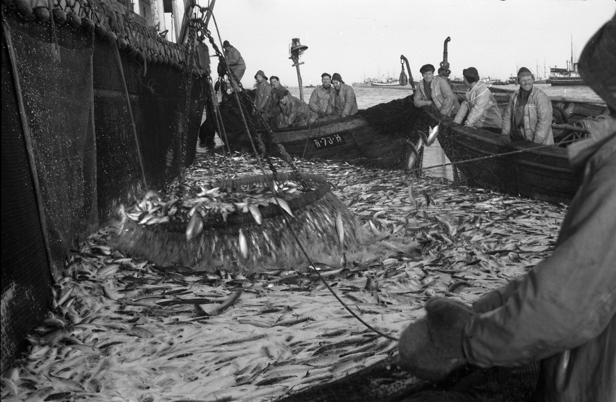 Serie på 24 bilder fra et fiskefelt, trolig sildefiske med not. Bildene er tatt av en person ombord i ei skøyte, og viser ulike faser i fangstprosessen. Hvor bildene er tatt er ukjent. Ingen av personene, er identifisert.