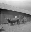 Sista oxspannet i Stjärnorp. Dokumenterat av Östergötlands museum 1951. Invid vagnen ses oxarnas ägare Oskar Andersson, tillika innehavare och brukare av ett hemman i Axhult.