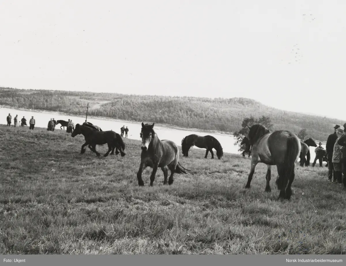 Hester på beite på Sundet, Møsstrond. Forsamling av menensker står rundt hestene. I bakgrunn innsjøen Møsvatn