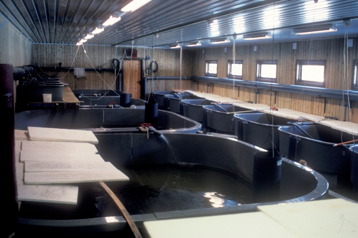 Engerdal 1986, EFA : Settefiskanlegg med innendørs kar og rørsystem.