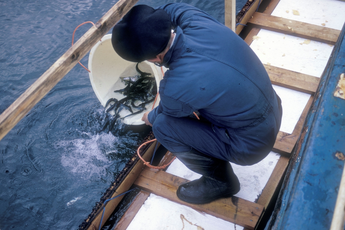 Flakstad fiskeoppdrett, 1974 : En mann har laksesmolt i en bøtte, som han tømmer ut i ei merd.