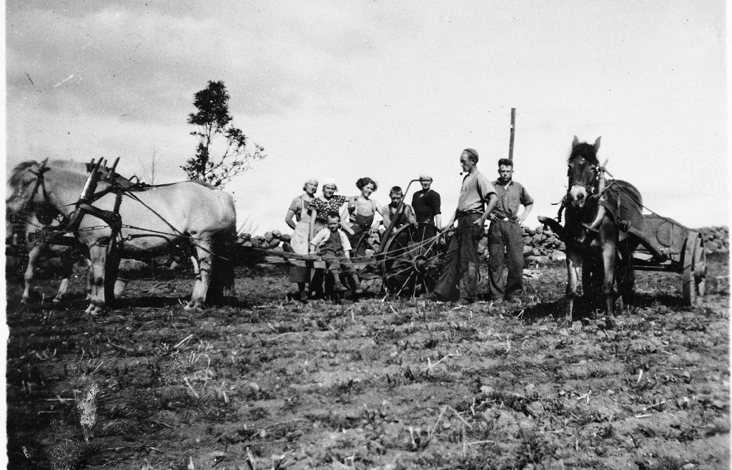 Potetopptaking på Mossige i 1937.