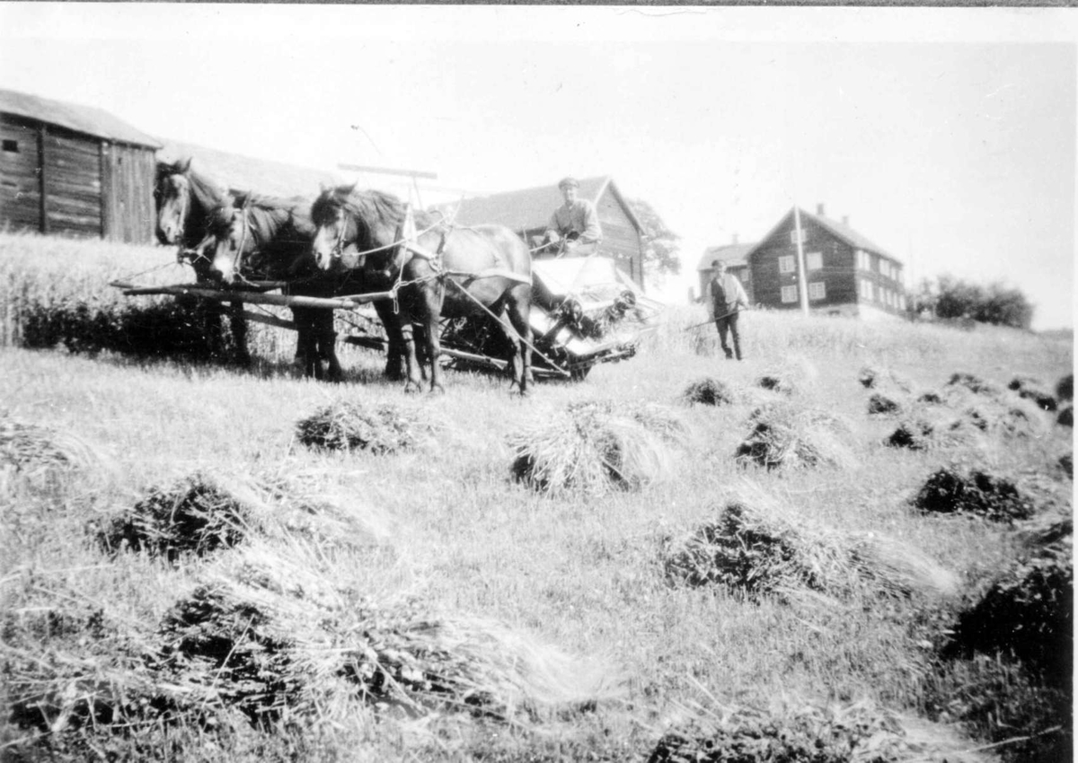 Repro, gårdsdrift, skuronn, Roverud, Søre Ål,  mann kjører selvbinder med tre hester