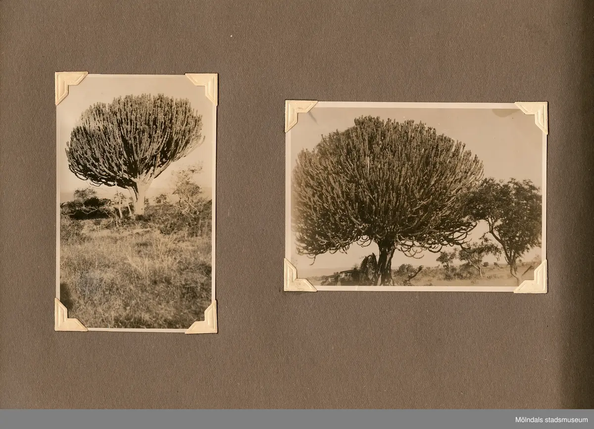 Fotografialbum som tillhört missionären Helga Andreasson. Albumet börjar med bilder från Roodeport 1932.

Helga Andreasson växte upp i Mölndal och efter avslutad skolgång utbildade hon sig till sjuksköterska och diakonissa vid Bräcke diakonianstalt. År 1931 reste hon ut till Zululand i Sydafrika och arbetade där som missionär för Svenska Kyrkans Mission. I närmare 40 år kom Helga Andreasson att arbeta i Sydafrika med kyrka och mission. 

Givaren Lilly Nygren är syster till Helga Andreasson, som var äldsta systern i en barnskara av sex.
Foton, diabilder, böcker mm. efter Helga Andreasson finns förvarade i Föreningsarkivet i Mölndal.