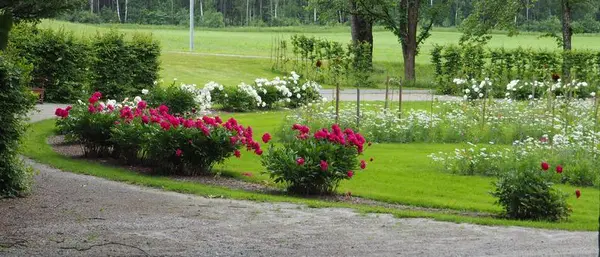 Bed med peoner på NMBU på Ås. Foto: MiA.