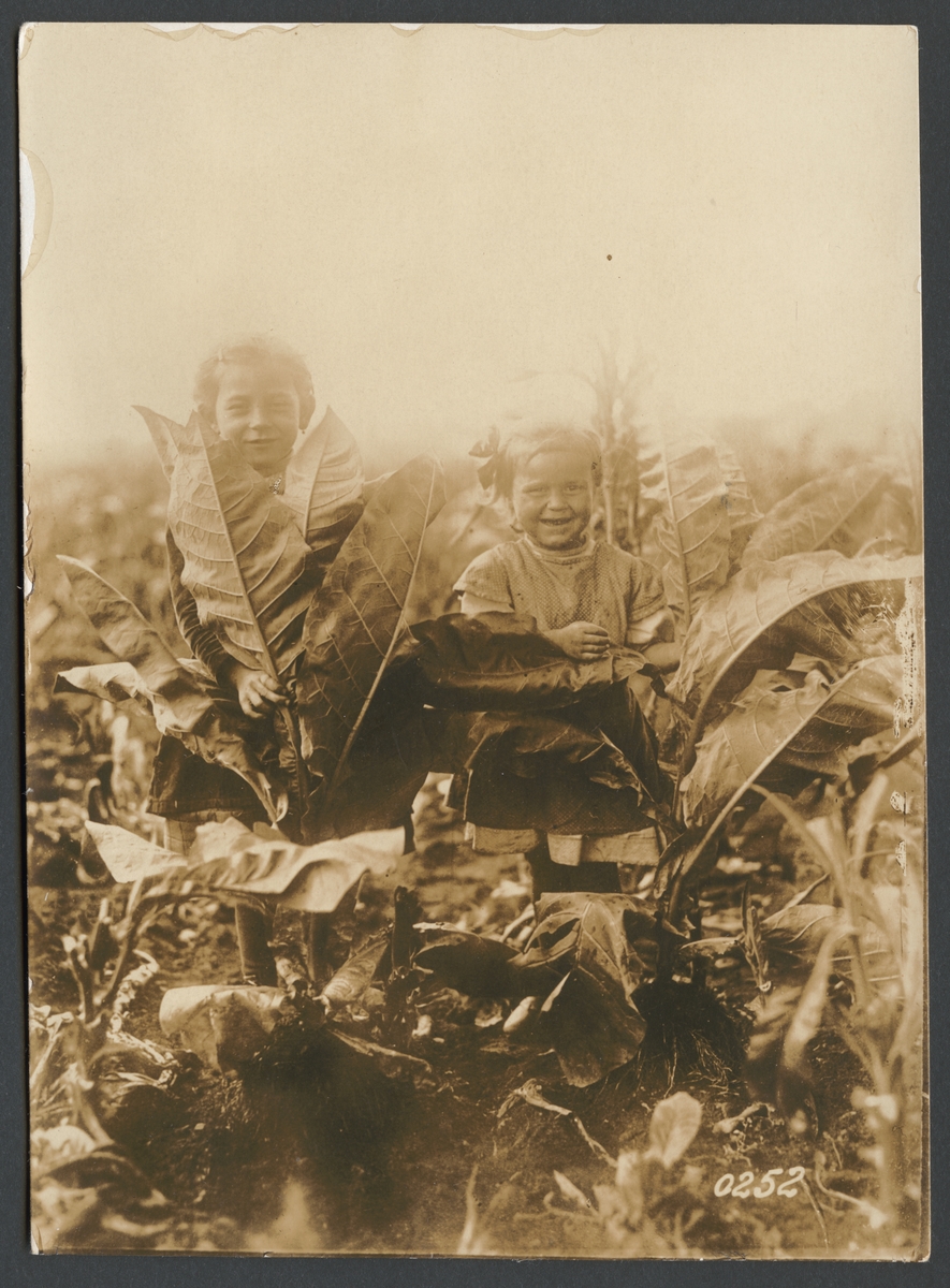 Bilden visar två barn som står mitt i en odling med tobaksplantor.