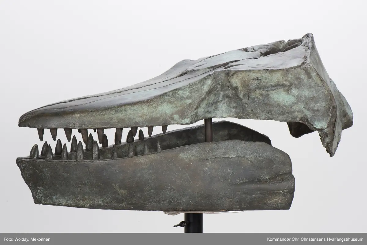 Hvalkranium  - spekkhogger "Skalle II". Skulptur på søyle.