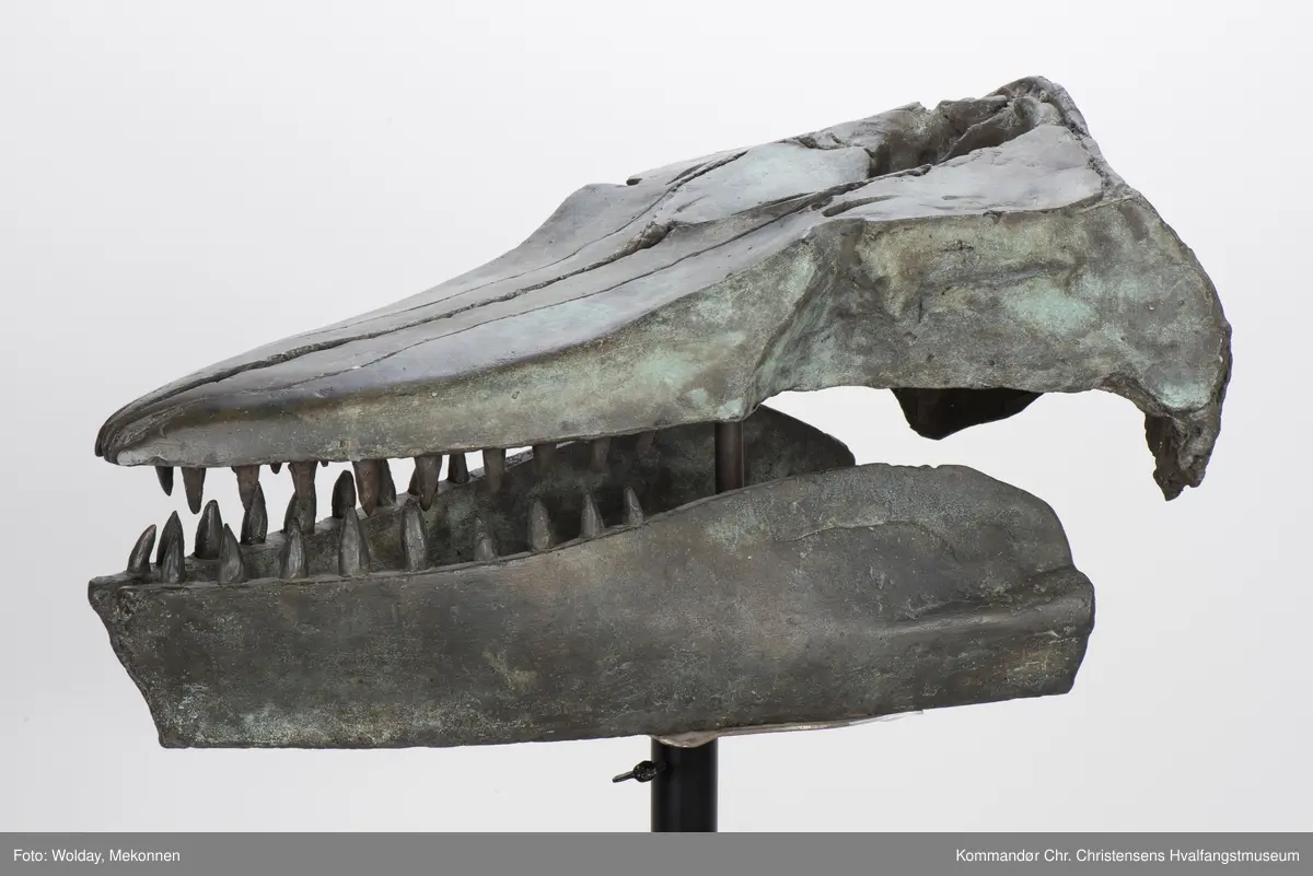 Hvalkranium  - spekkhogger "Skalle II". Skulptur på søyle.