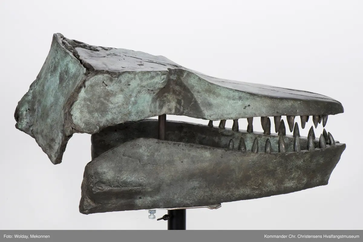 Hvalkranium  - spekkhogger "Skalle II". Skulptur på søyle.