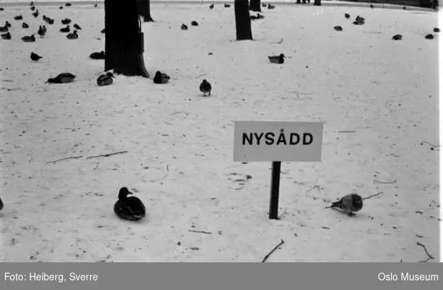 park, fugler, snø, skilt: Nysådd