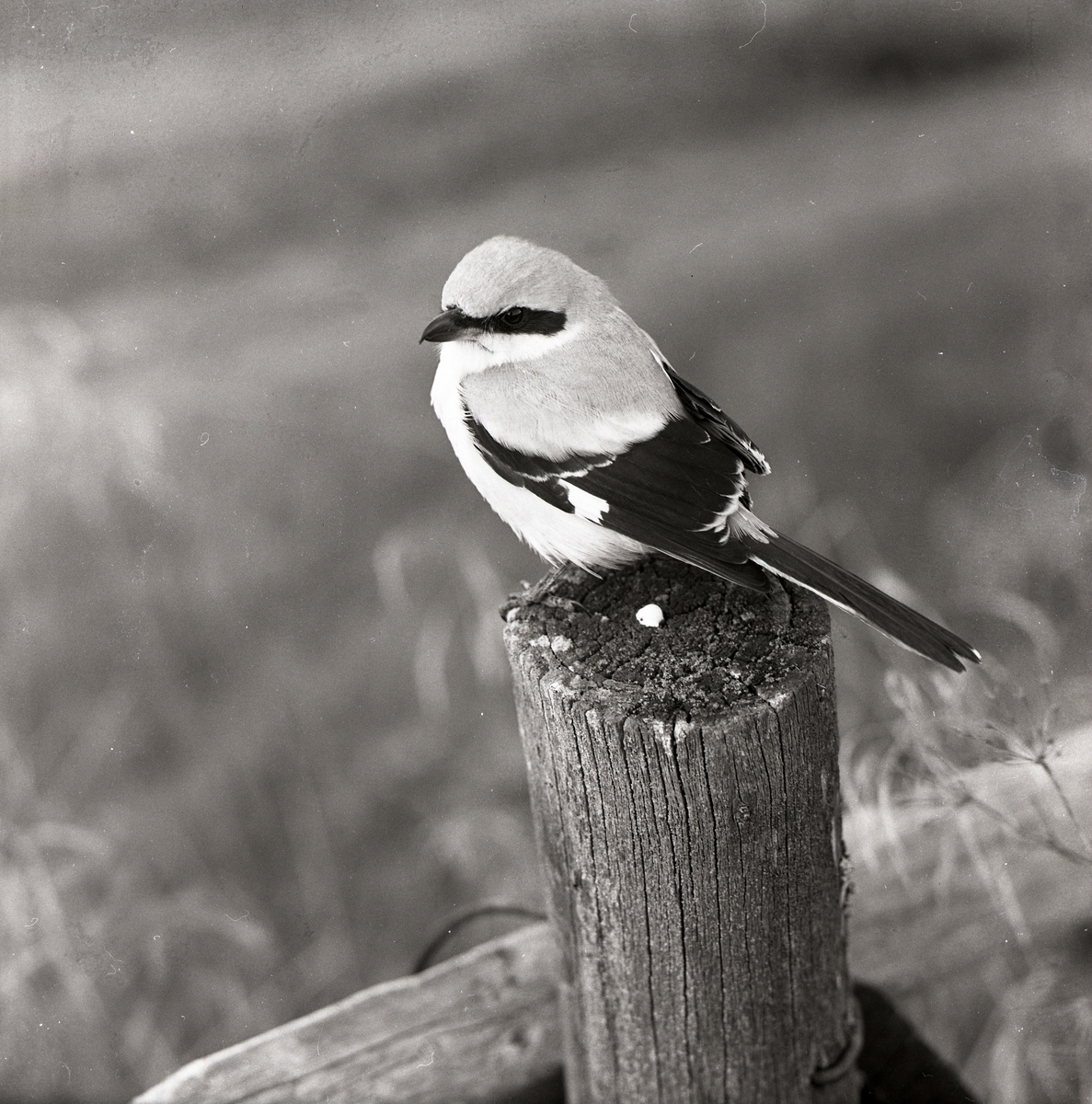 En varfågel sitter på en stolpe, 1968.