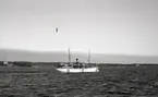 Passagerarfartyget S/S HANSA (1899) med svensk neutralitetsmålning. HANSA sänktes av en sovjetisk ubåt utanför Gotland 1944-11-24.