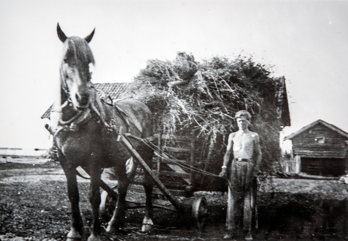 Odd Hjermstad (1925-1997) kjører høy med hest og vogn. Hjermstad gård, Såstadvegen 160, Stange. 86/1.