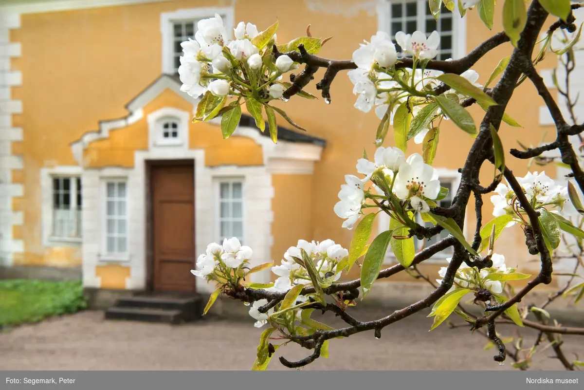 Körbärsblommor med dagg. I bakgrunden syns en gulputsad byggnad på Julita gård.