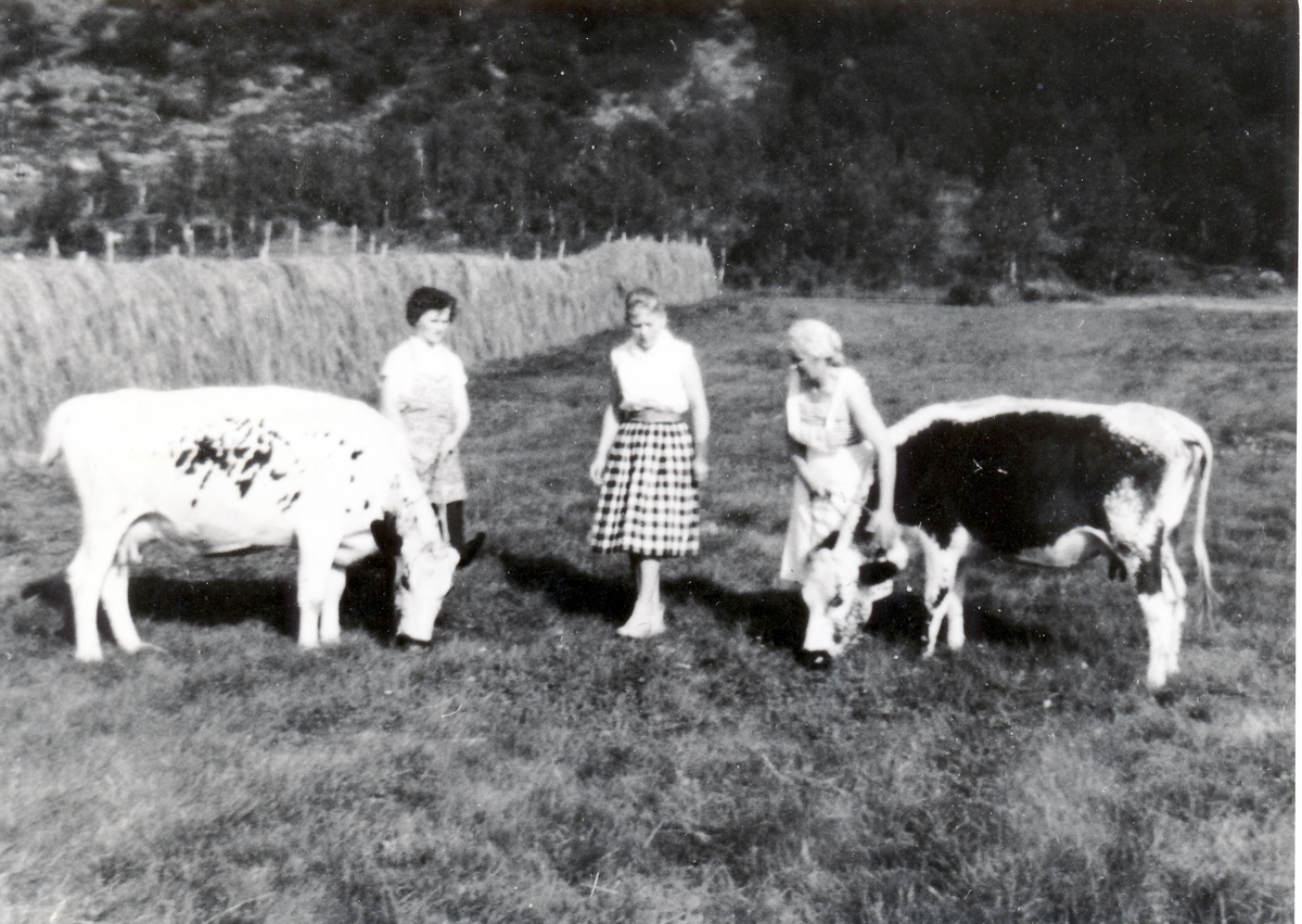 Kyr og damer i det grønne. Kaldfarnes, Torsken 1960