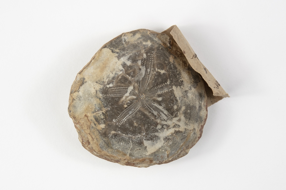 Ett fossil av en sjöborre som är en tagghuding. Exemplaret kommer från dåvarande Teplitz i Böhmen i Österrike-Ungern och ingår i Adolf Andersohns samling.