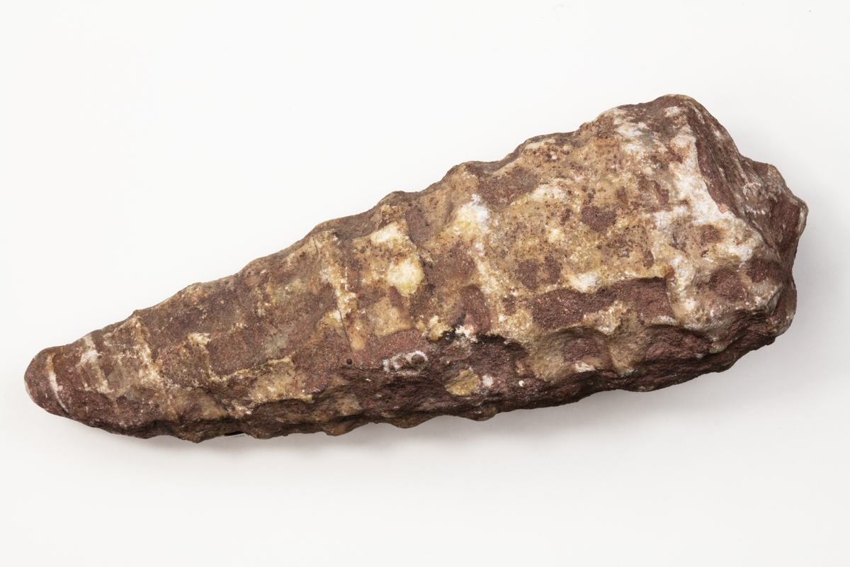 Fossil av ett blötdjur. Var exemplaret kommer ifrån är okänt.